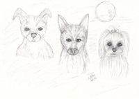 Three Dog Night